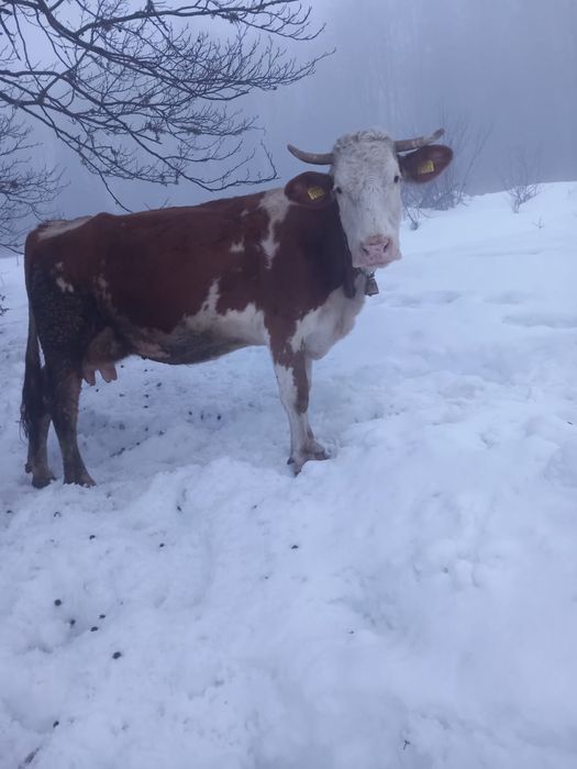 Vand vaca baltata buna de lapte