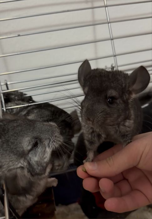 Vand pui chinchilla lanigera,Pretul este de 300lei unul 500 ambii.