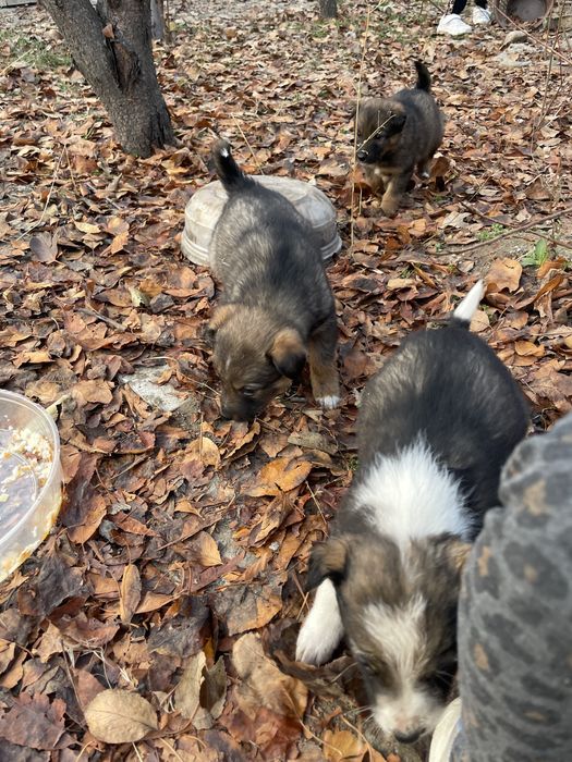 Отдам щенков в добрые руки