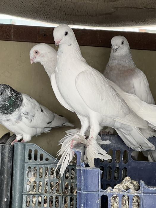 Зотдор кабутарлар Пародистые голуби Есть и самец и самка