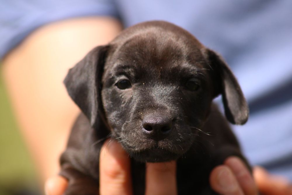 Femelute paterdale terrier