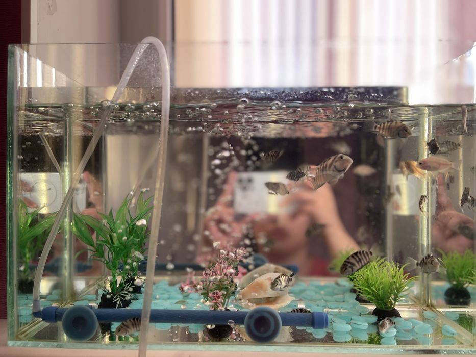 Аквариум с рыбками ( комплект )