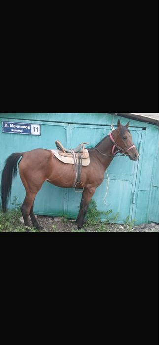 Лошадка породистая