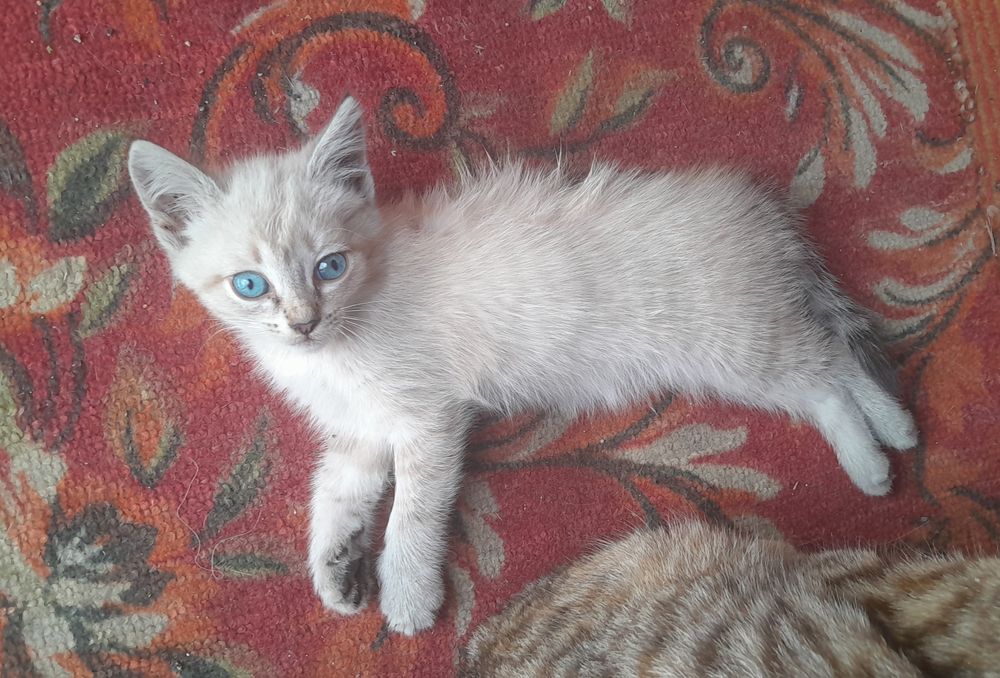 Отдам котят в добрые руки