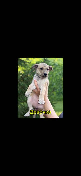 Щенки бесплатно в добрые руки