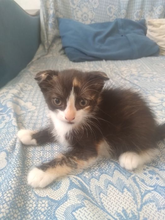 Продаются котята