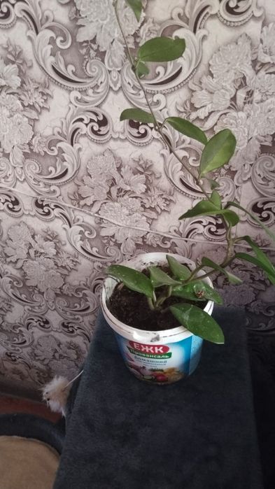 Хойя Карноса Комнатные цветы