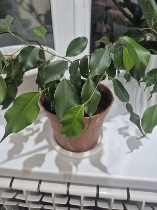 Продам фикус бенджамина