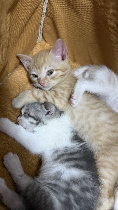 Милые Котята ищут дом