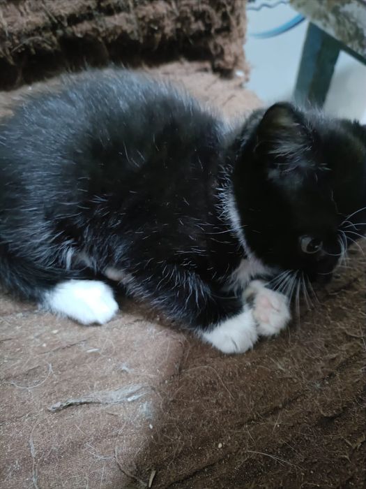 Отдам котят даром