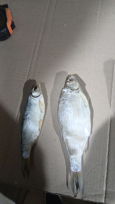 Продаётся Вобла лещ чихонь рыбец бершата