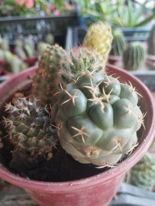 Калекцион кактусладан композиция.