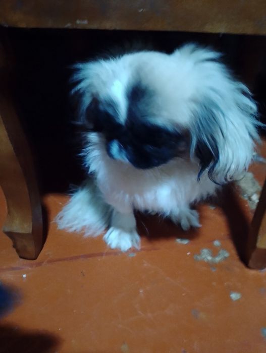 Продам пекинеса за 100 долларов