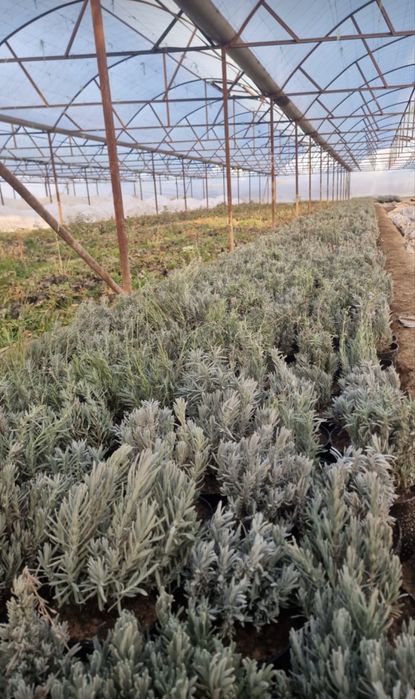 Лаванда есть в наличии