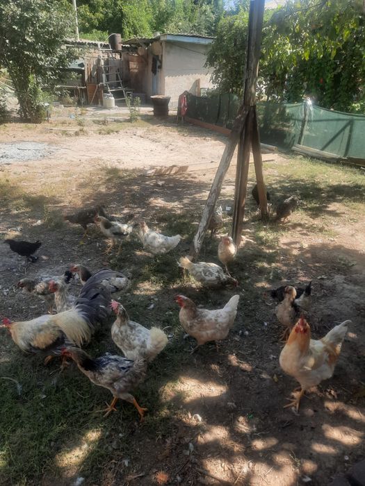 Продаются курицы