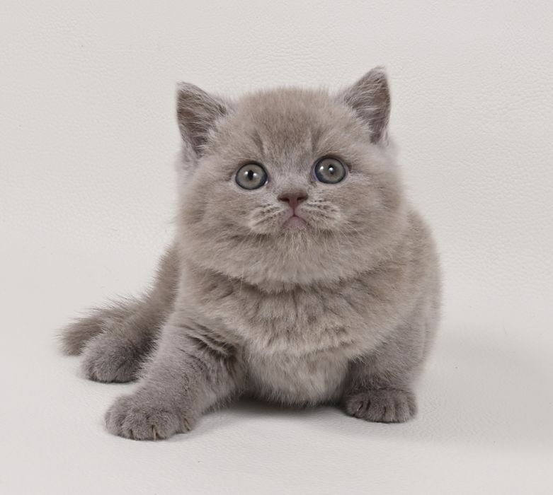 Pisoi British Shorthair colour lilac cu pedigree