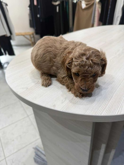 Сладки пудели той