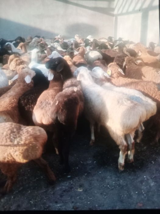 Кой  Бараны токтушки Алматы