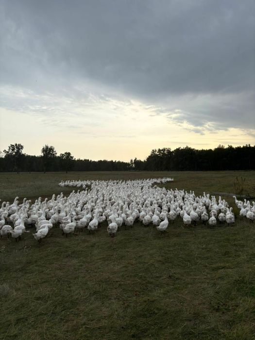 Гуси домашние вес от 3 до 5 кг