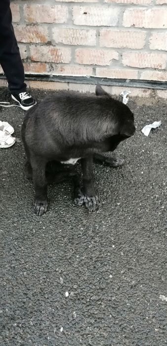 Срочно!!! Пристраиваем собачку!!!