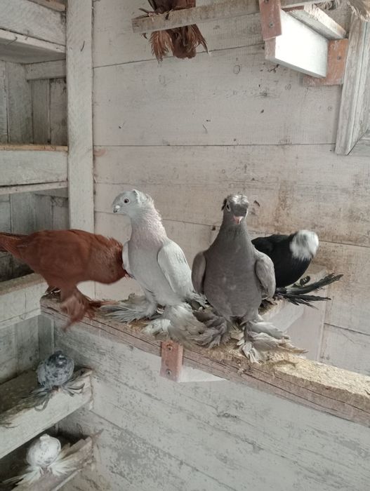 Голуби голуби голуби