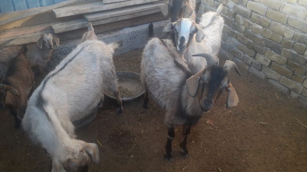 Породный ешкы (теке)