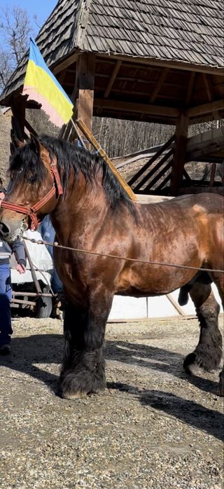 Armasar ardenez de montă sau de vânzare