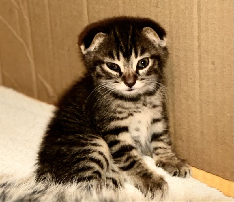 Вислоухие котята