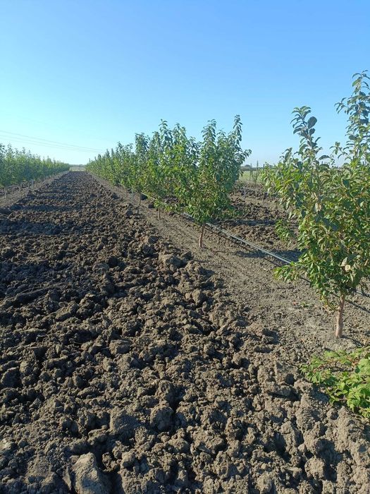 Defrisare , pregatiri terenuri agricole ,recoltare salcie energetica !