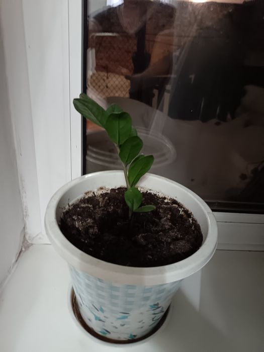 Продам комнатные цветы