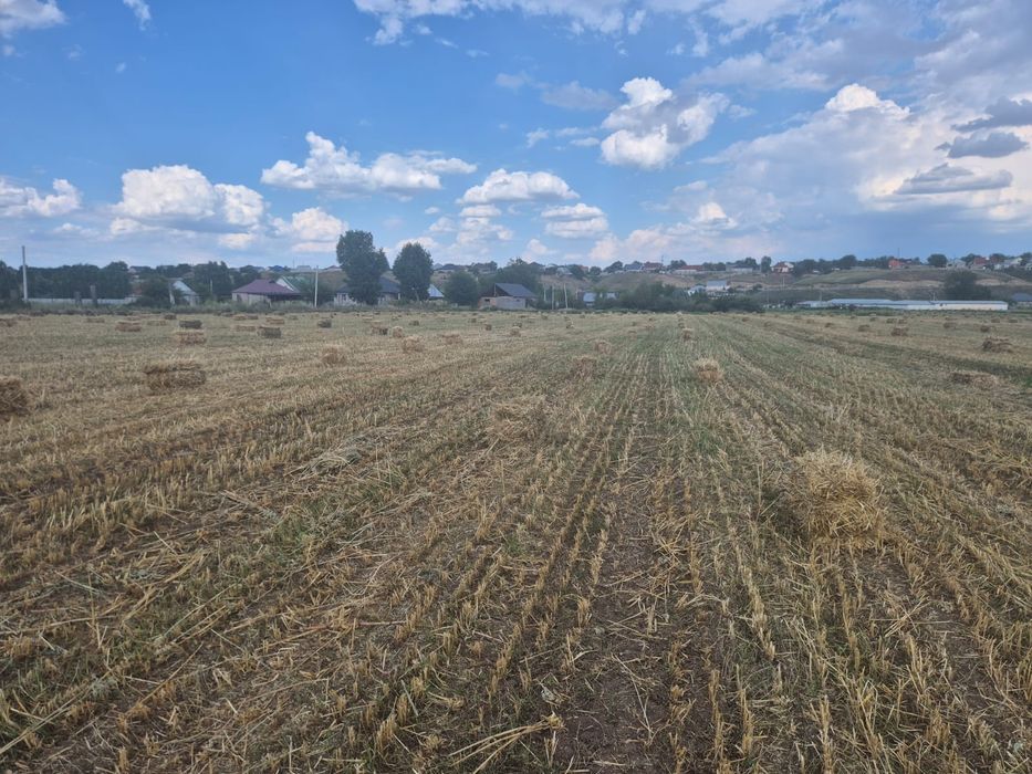 Продам сено в тюках Овёс