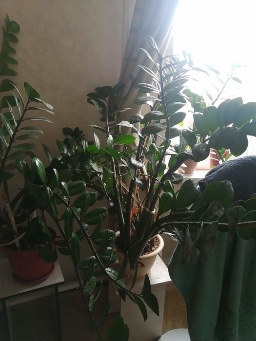 Продам замиокулькас