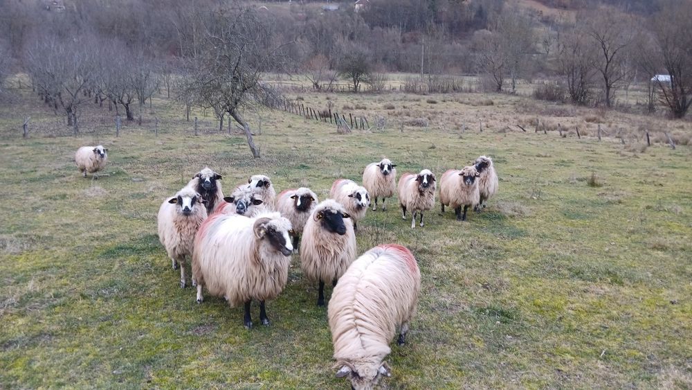 Vând oi tinere !