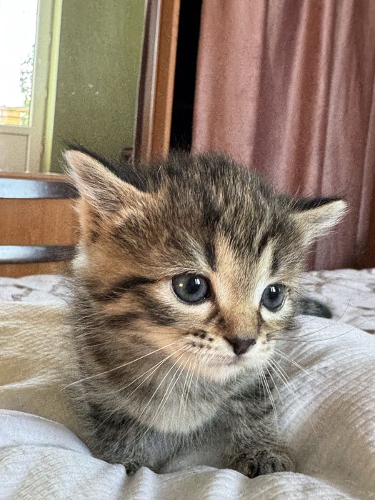 Плюшевые котята ищут дом