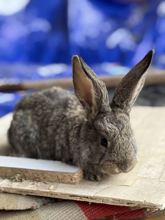 Flander bolalari sotiladi 1.5 ойлик соглом