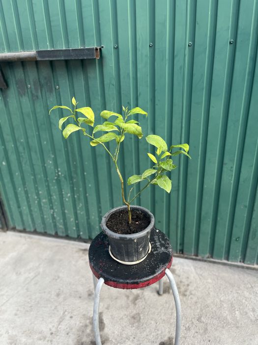 Лимонное дерево мейера