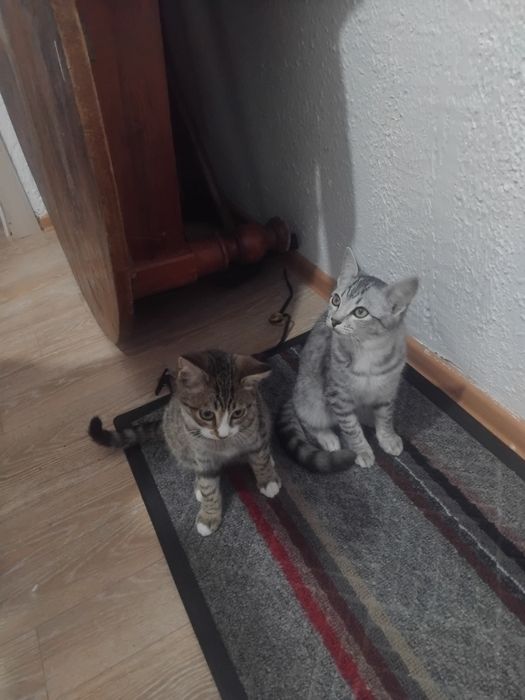 Котята от сиамской кошки
