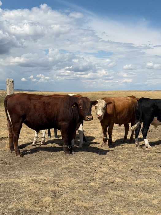 Продается бычкииии