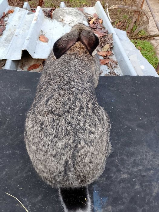 Продавам мъжки заек