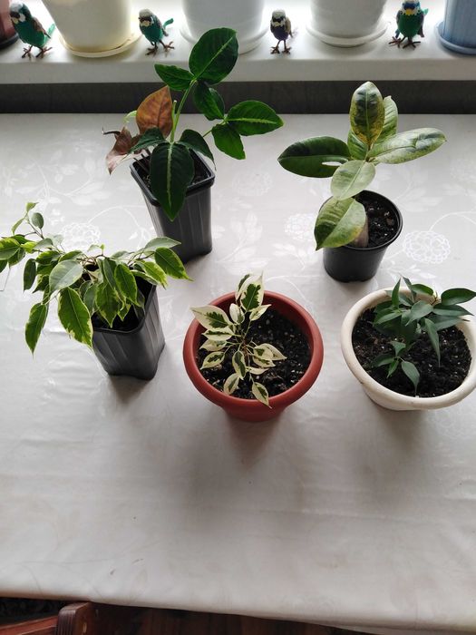 Продам срочно  комнатные цветы.