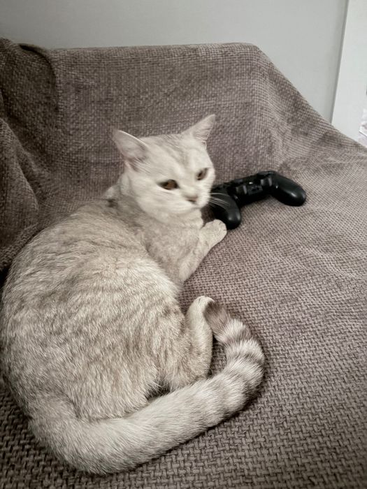кот мальчик шиншилла