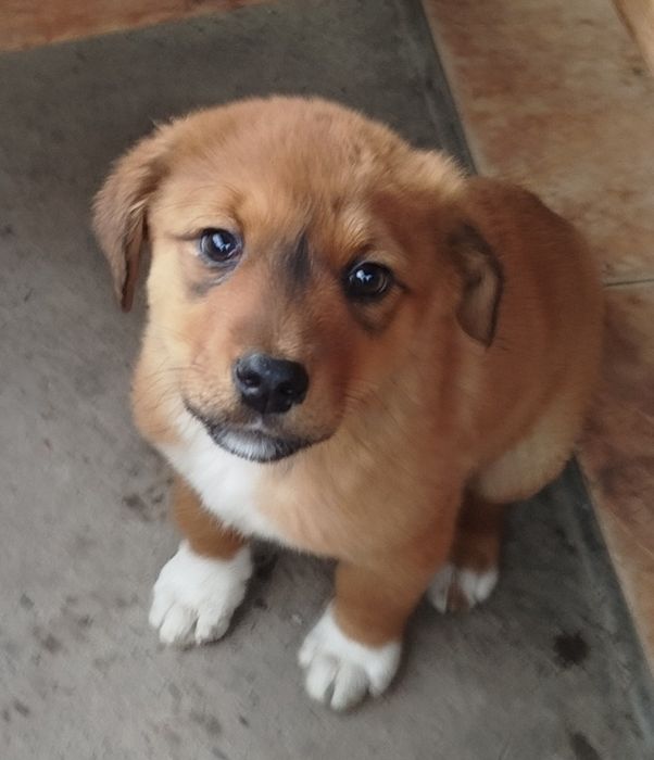 Девочка щенок в добрые руки