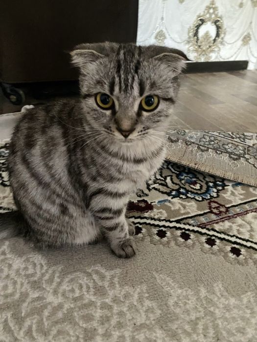 Sotiladi qiz mushuk ,мушук  - Продается кошка вислоухая