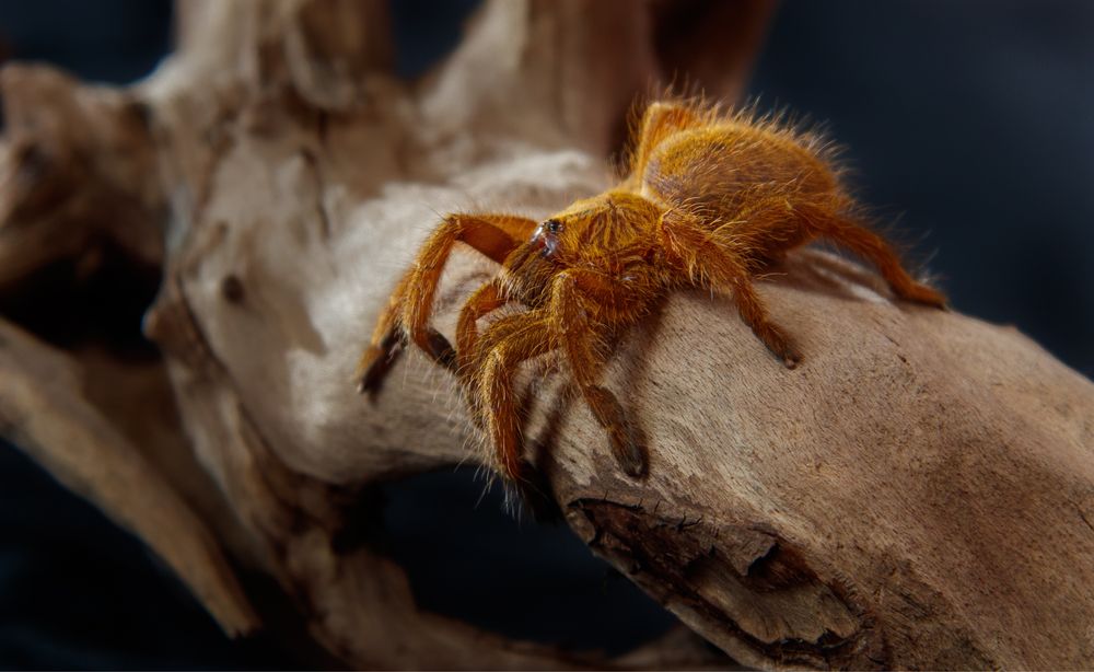 Tarantule si alte nevertebrate