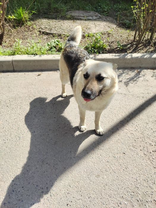 Найдена собака овчарка