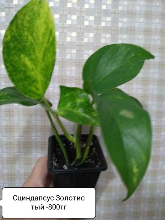 Продам комнатные цветы