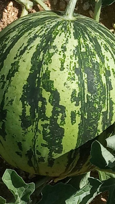 Разсади ,домати,краставици,