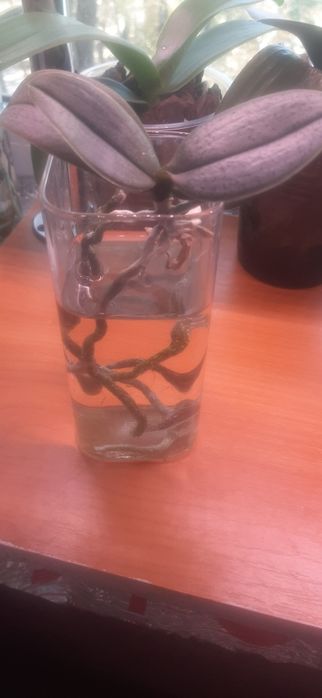 Продам детки орхидей