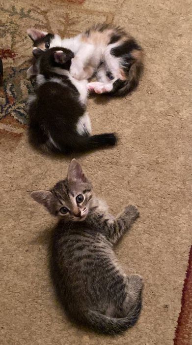 котенок в добрые руки