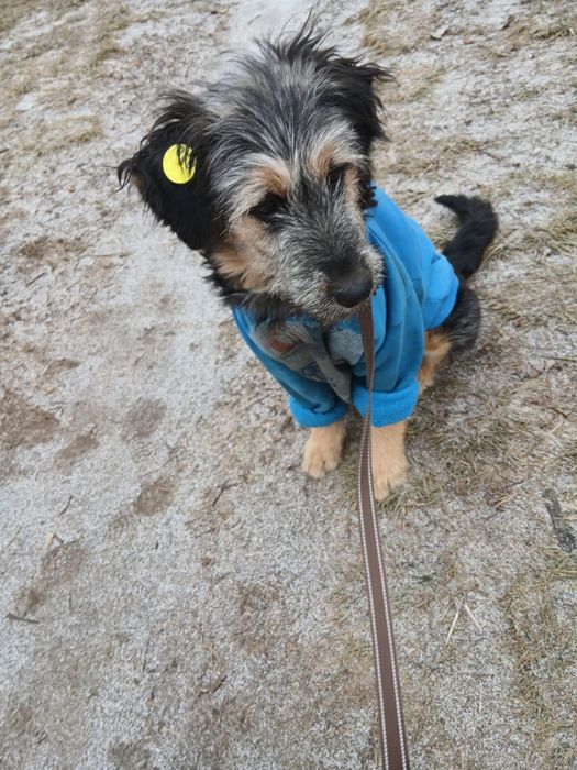 Девочка в добрые руки.